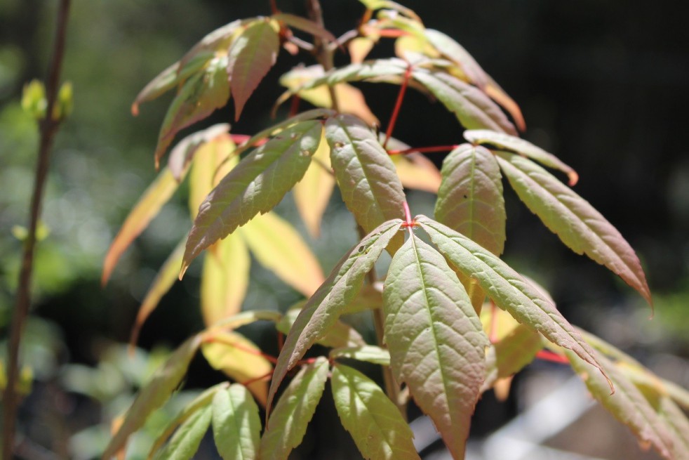 Manchurian maple
