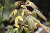 Manchurian maple