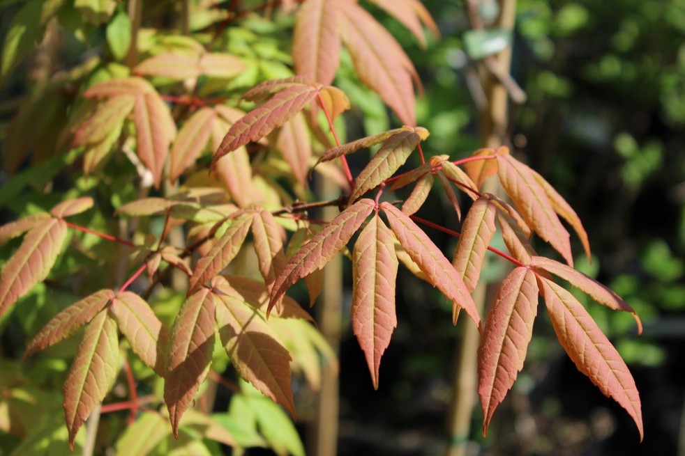 Manchurian maple