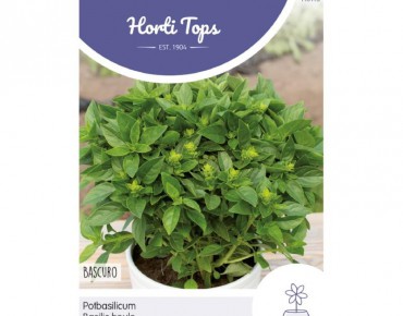 Pot Basil