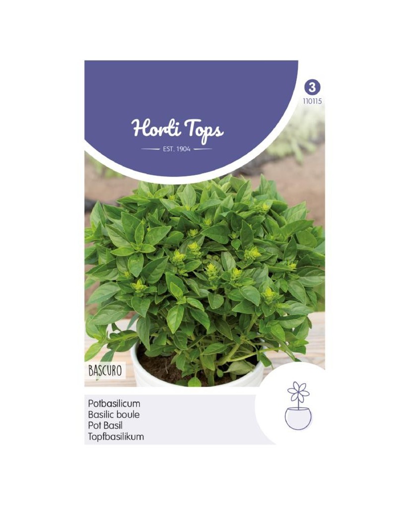 pot-basil.jpg