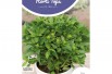 Basilic Grec