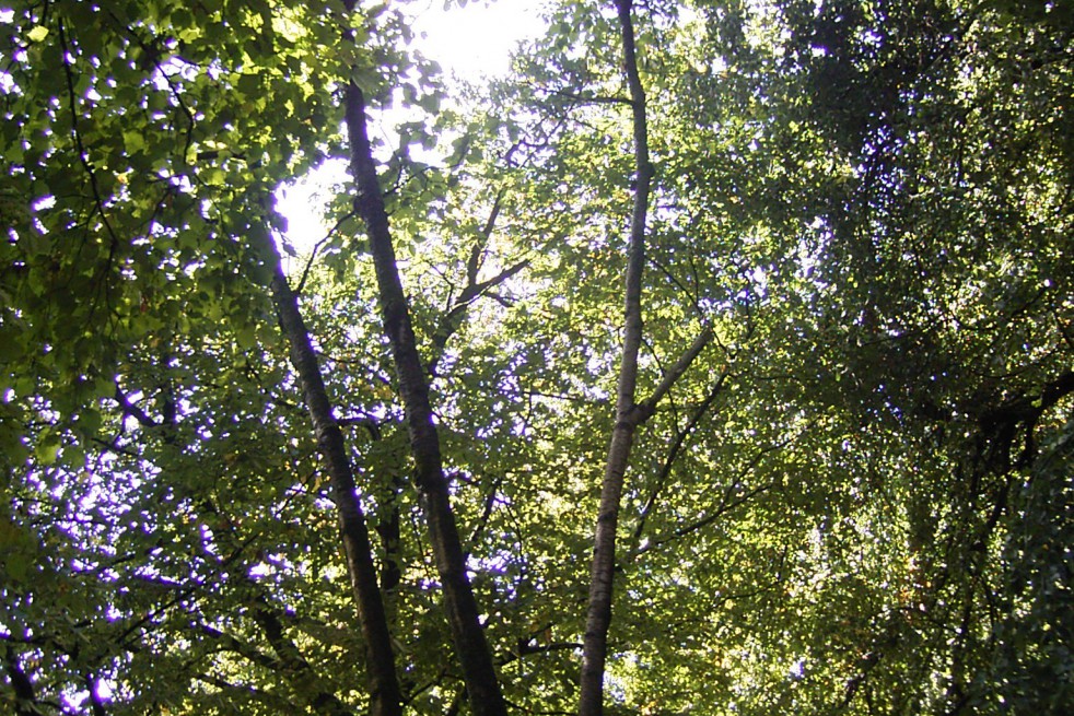 bouleau_de_maximawicz_https://creativecommons.org/licenses/by-sa/3.0/legalcode.fr