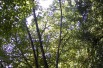 bouleau_de_maximawicz_https://creativecommons.org/licenses/by-sa/3.0/legalcode.fr