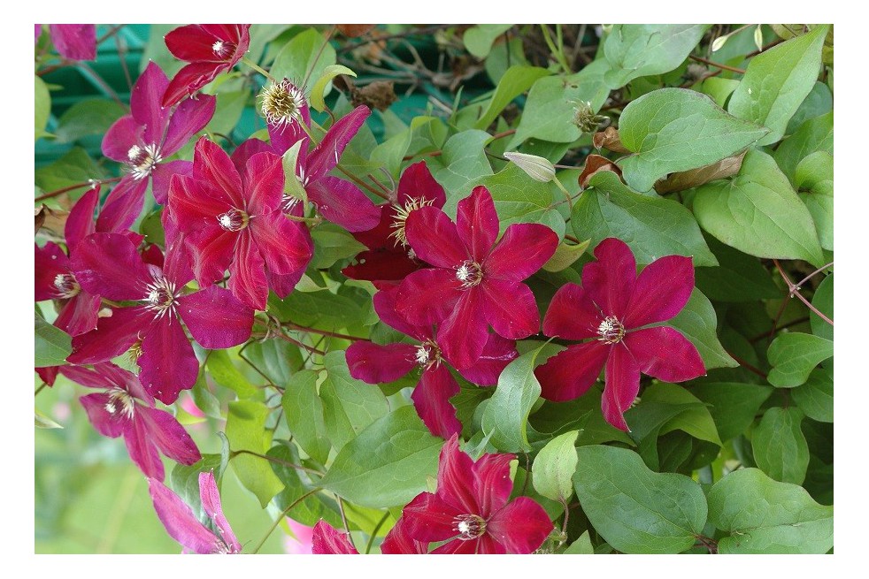 Clématite Rouge Cardinal