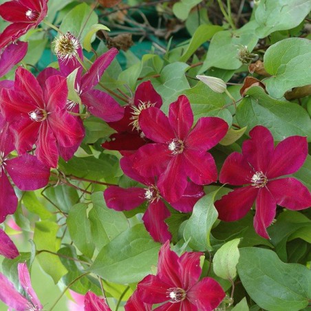 Clématite Rouge Cardinal