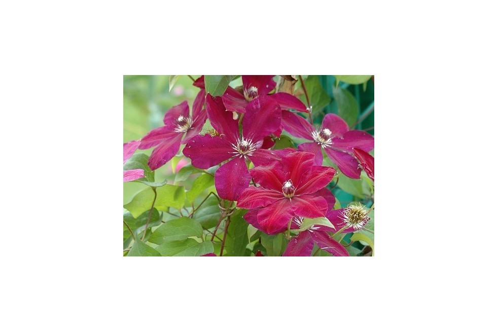 Clématite Rouge Cardinal
