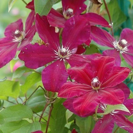 Clématite Rouge Cardinal