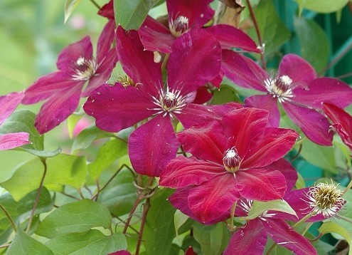 Clématite Rouge Cardinal