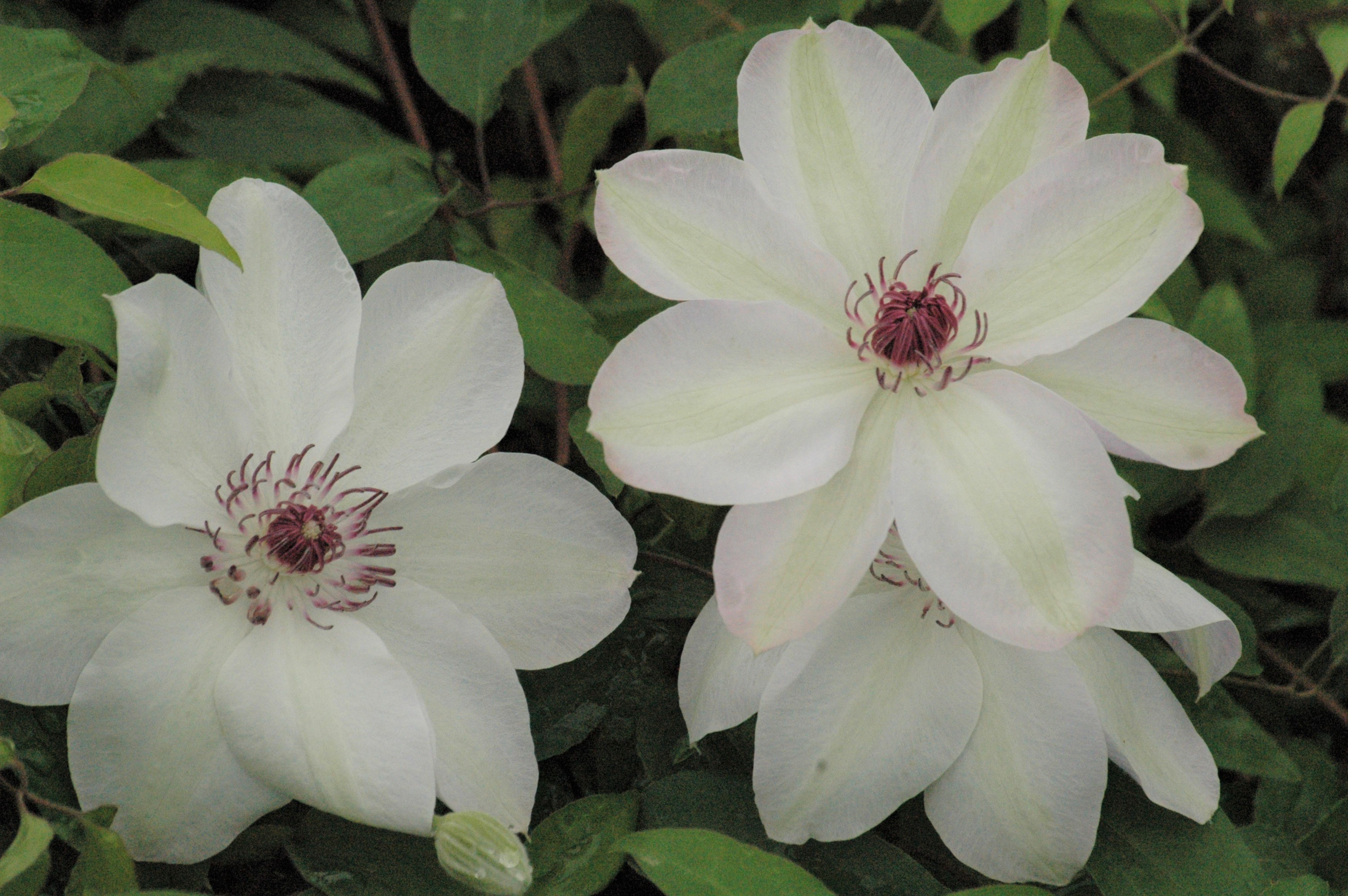 Clematis Miss Bateman