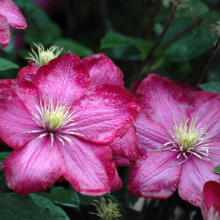 Clematis Ville de Lyon
