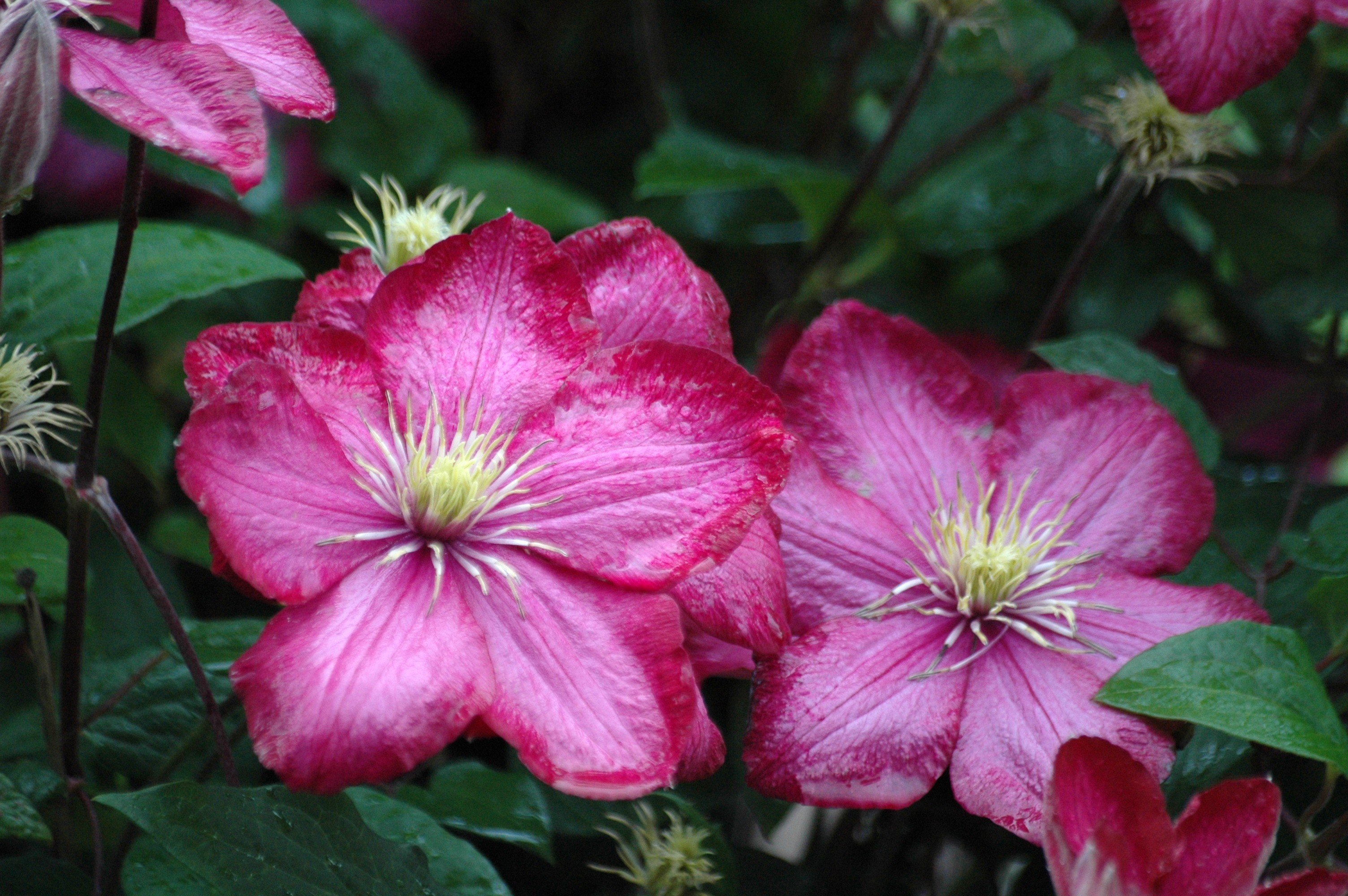 Clematis Ville de Lyon