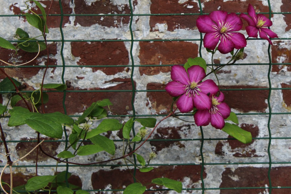 Clematis Ville de Lyon Clematis Ville de Lyon