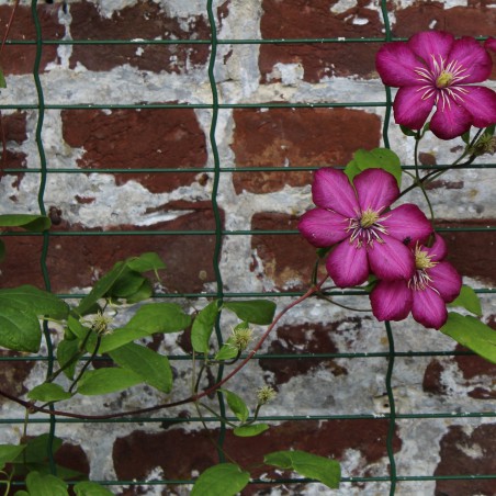 Clematis Ville de Lyon