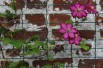 Clematis Ville de Lyon