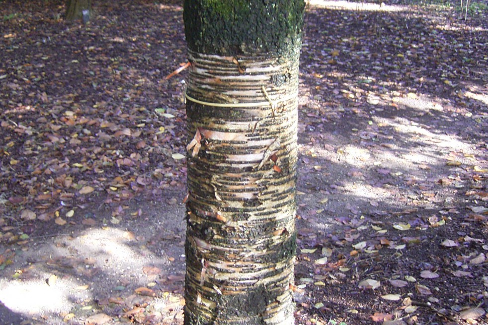 bouleau_de_maximawicz_https://creativecommons.org/licenses/by-sa/3.0/legalcode.fr