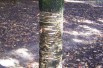 bouleau_de_maximawicz_https://creativecommons.org/licenses/by-sa/3.0/legalcode.fr
