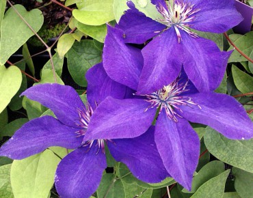 npk dnger menge Weinreben Dnger Flora Boost PRO