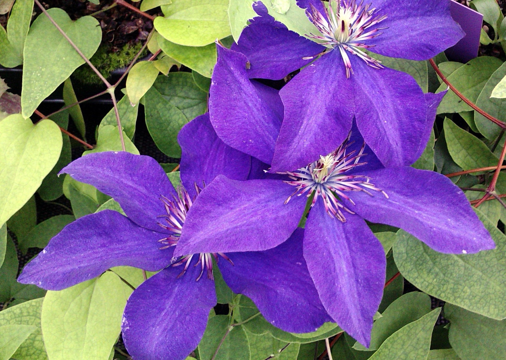 Clematis The President