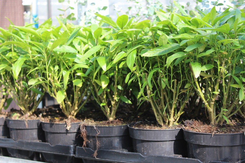 Pépino - photo of the plant at 2 years old Pépino - photo of the plant at 2 years old