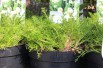 Camomille Romaine