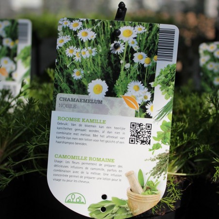 Camomille Romaine