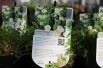 Camomille Romaine