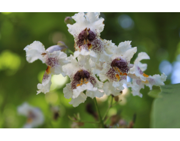 Groene trompetboom - Catalpa Bignonioides