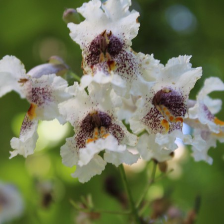 Indian-bean-tree - Catalpa Bignonioides