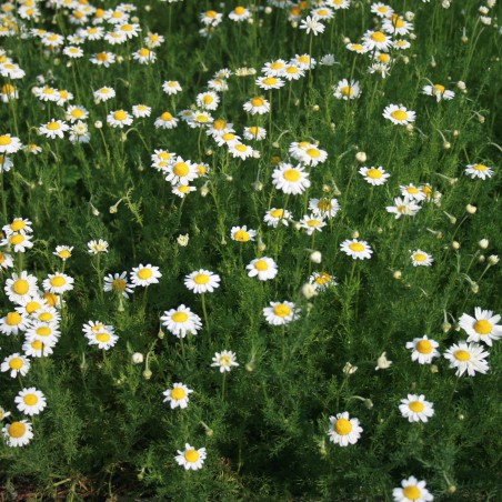 Matricaria chamomilla
