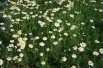 Matricaria chamomilla