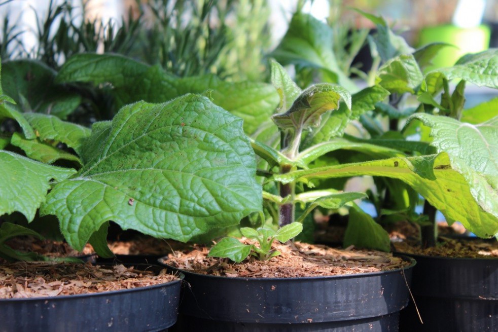 Poire de terre Poire de terre