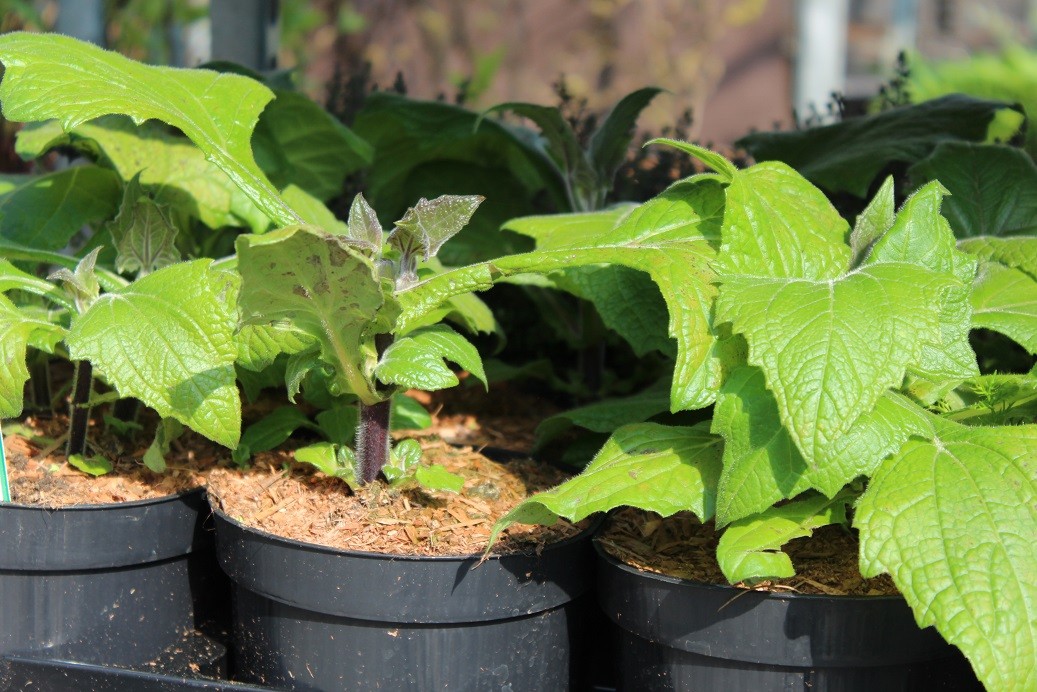 Peruvian ground apple