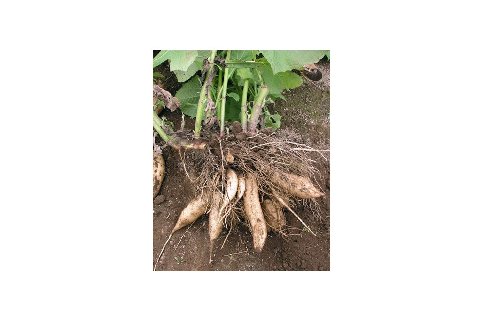 Poire de terre Poire de terre