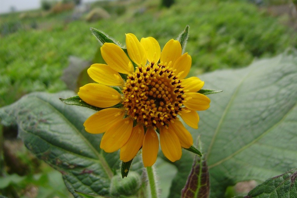 Poire de terre Poire de terre