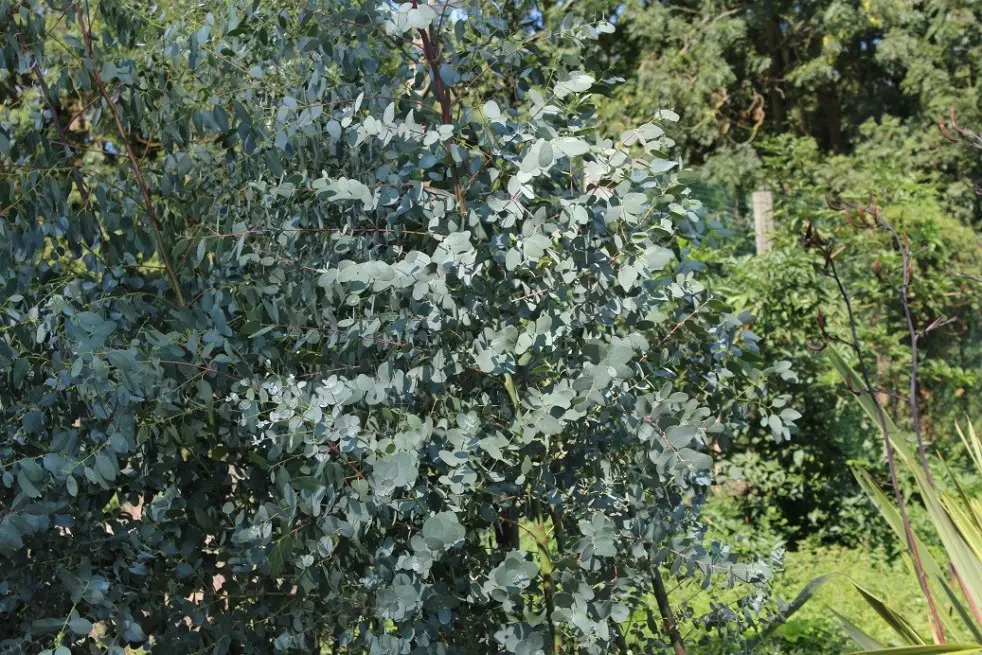 Gommier cidre