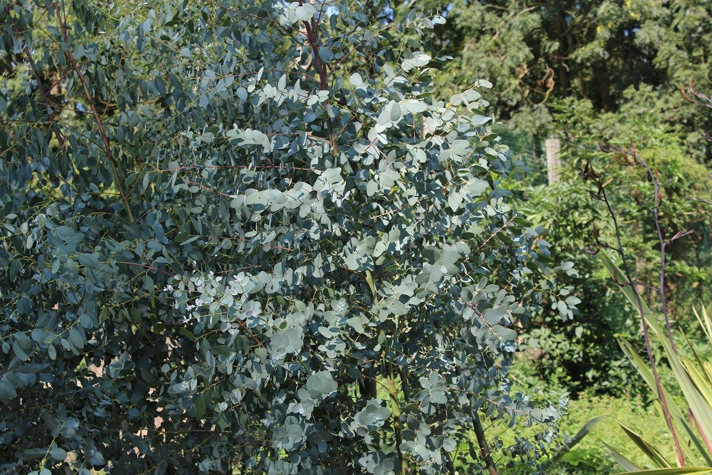 Mostgummi-Eukalyptus - Eucalyptus Gunnii