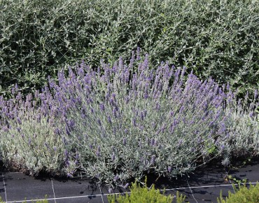Lavande Munstead