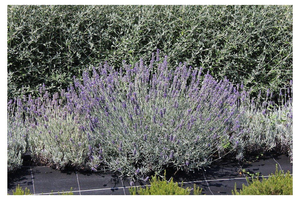 Lavande Munstead Lavande Munstead