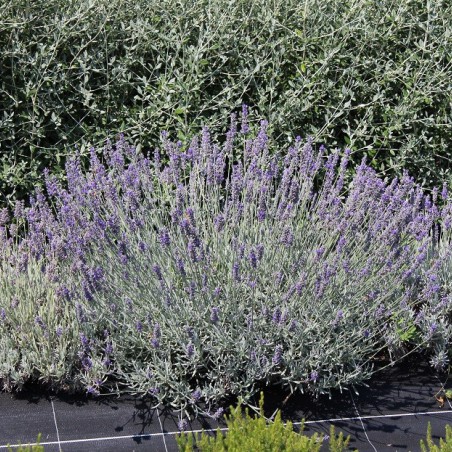 Lavande Munstead