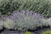 Lavande Munstead Lavande Munstead