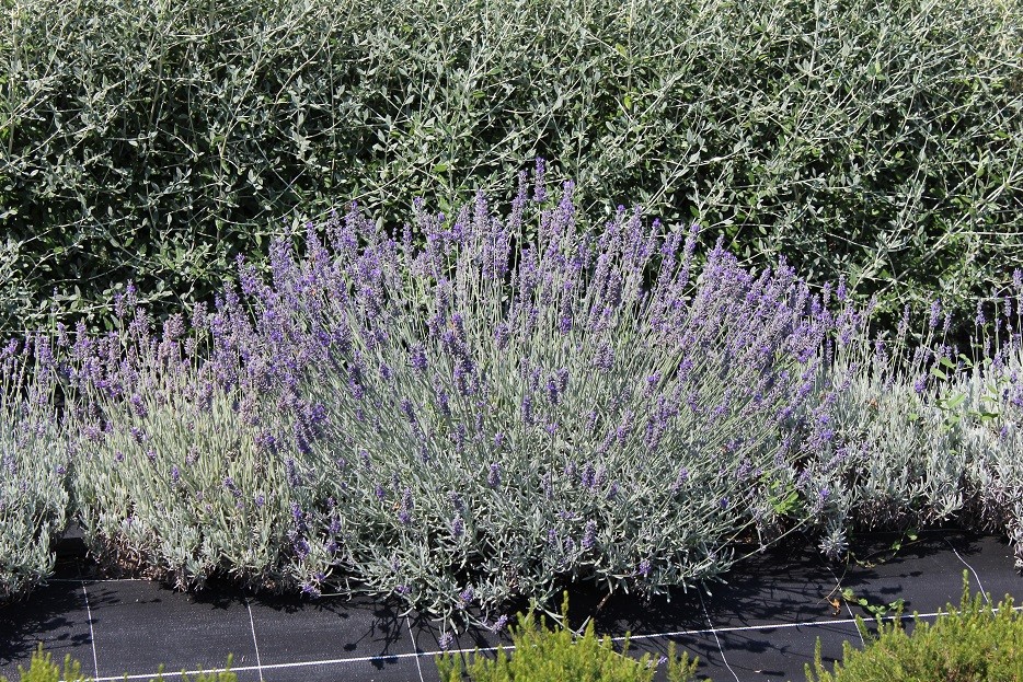 Lavender Munstead
