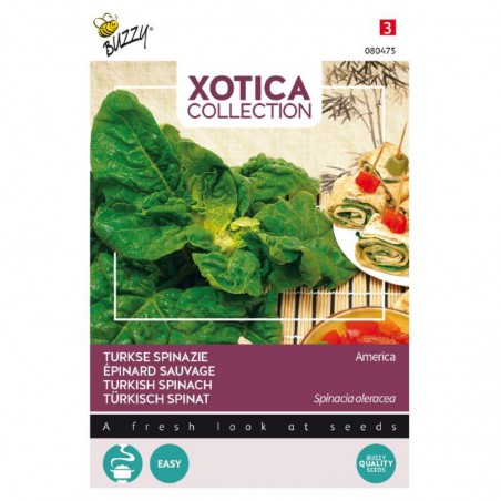 Seeds Turkish spinach - Spinacia oleracea