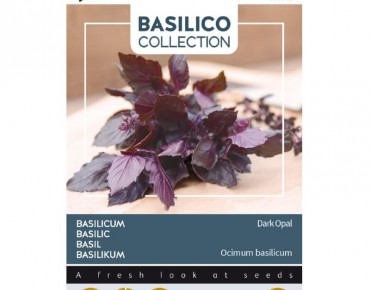 Basilic pourpre Dark Opal