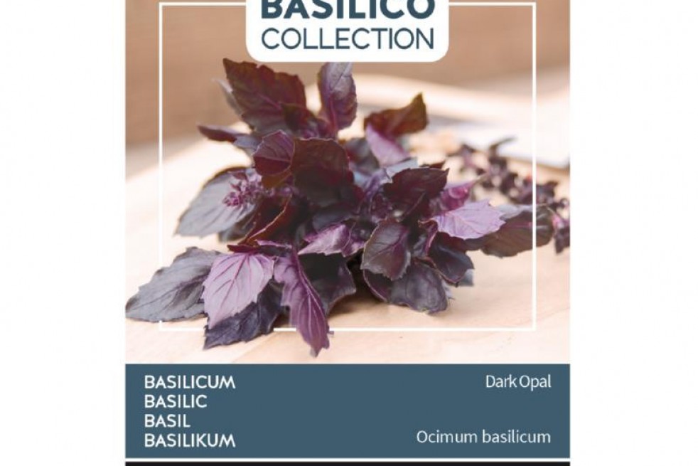 Dark Opal purple basil