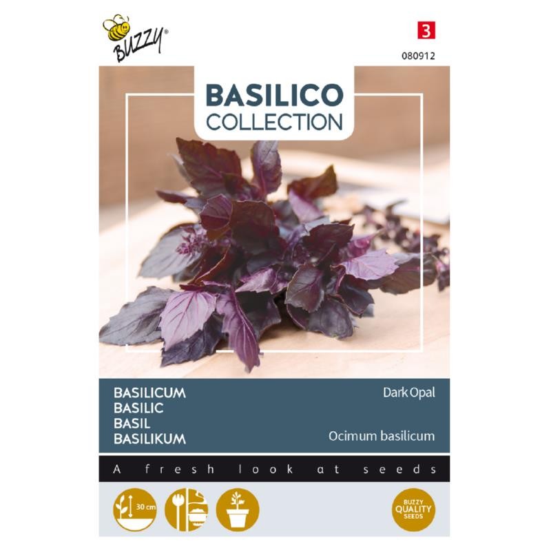 Basilic pourpre Dark Opal