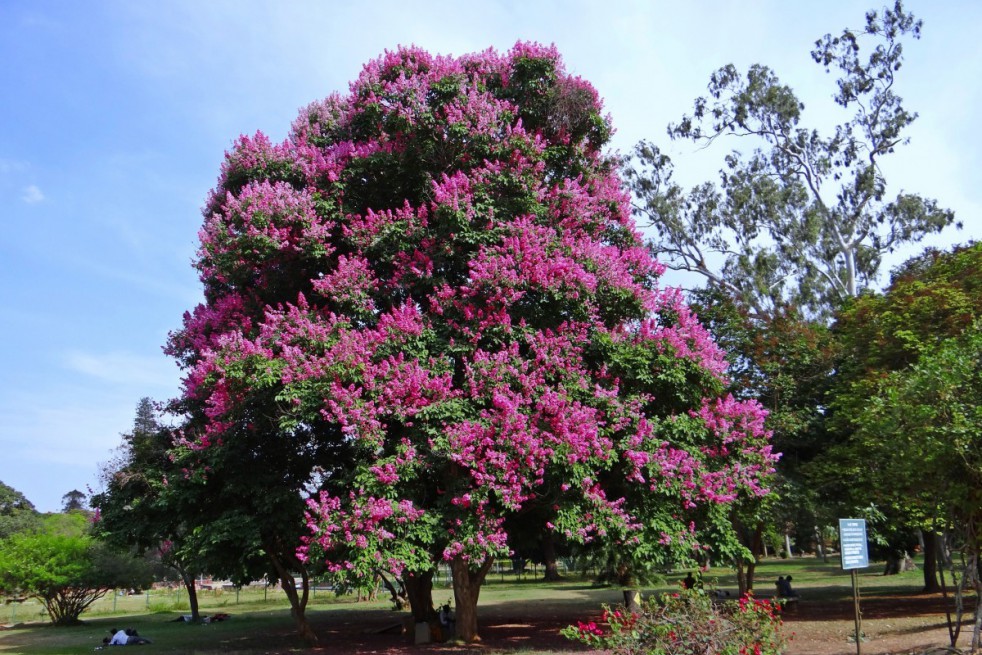 Paarse lagerstroemia