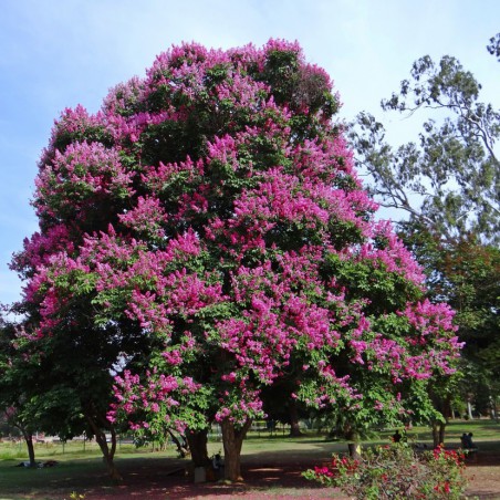 Purple Crepe myrtle