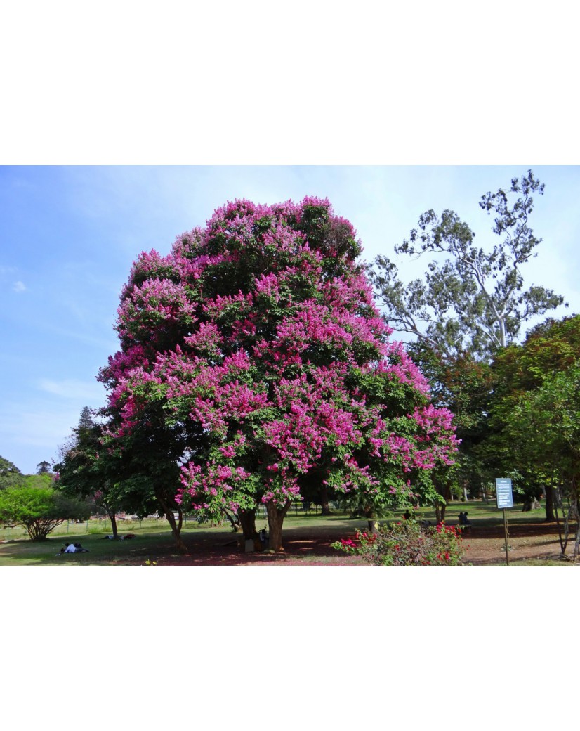 Lilas des Indes violet - Lagerstroemia Indica Superviolacea
