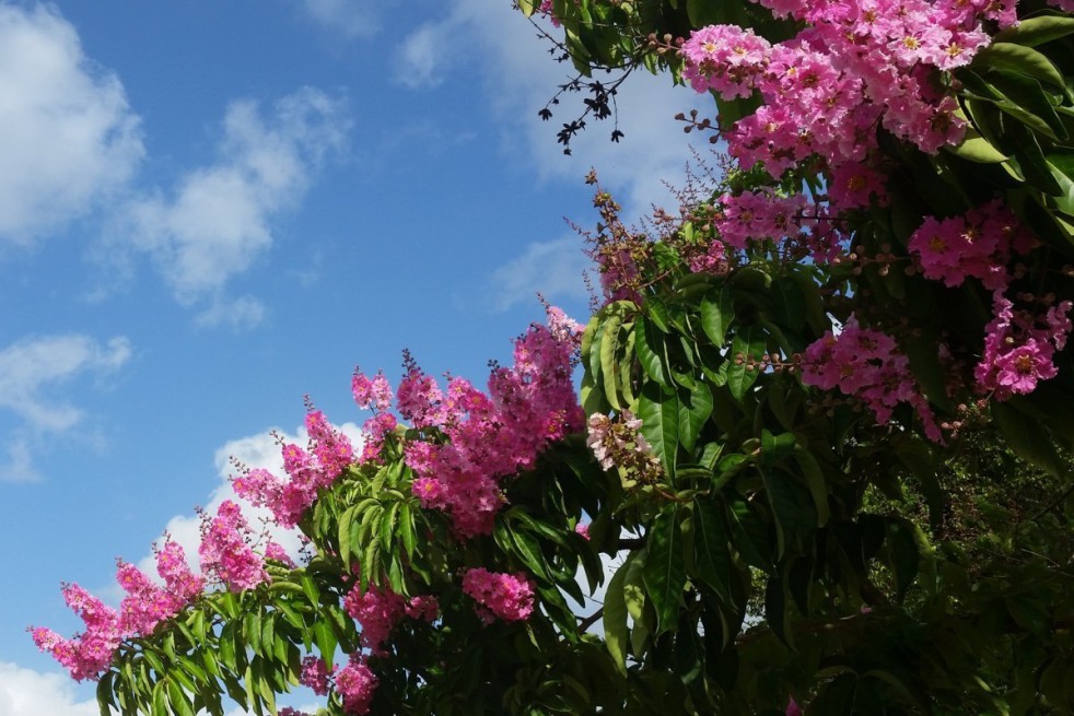 Pink Crape myrtle